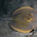 ray_bluespotted_lw_tam_h_0121_bal3716.jpg